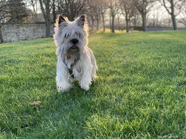 Cairn Terrier 101: History, Personality, and Care for New Owners