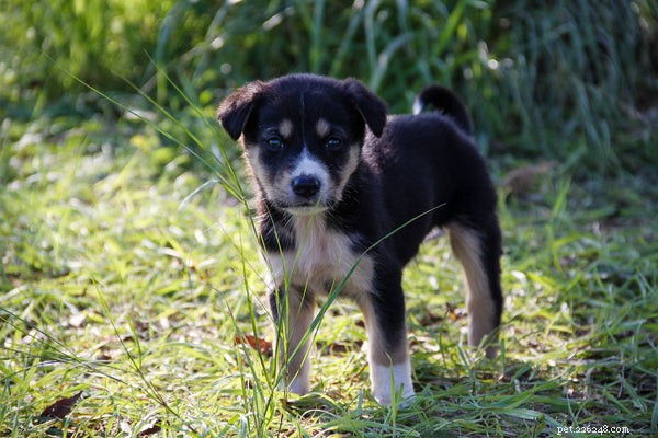 Recognizing Diabetes Symptoms in Dogs: A Comprehensive Guide