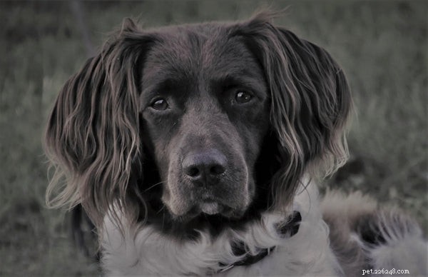 Recognizing Diabetes Symptoms in Dogs: A Comprehensive Guide