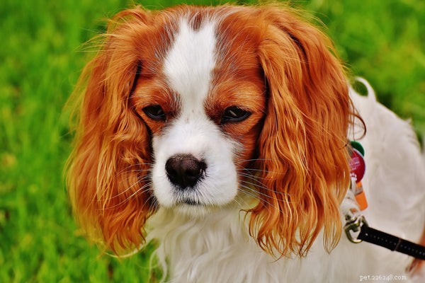 Recognizing Diabetes Symptoms in Dogs: A Comprehensive Guide