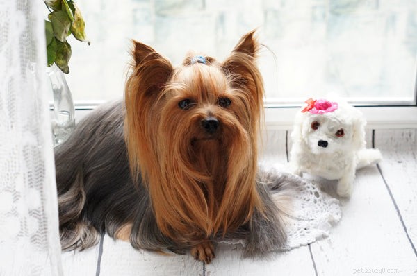 Essential Dog Care Guide: Feeding, Walking, and Grooming Tips for a Healthy Pup