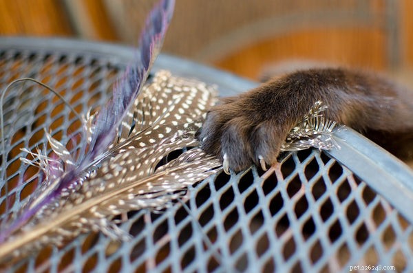 Top Cat Toys Every Owner Should Consider