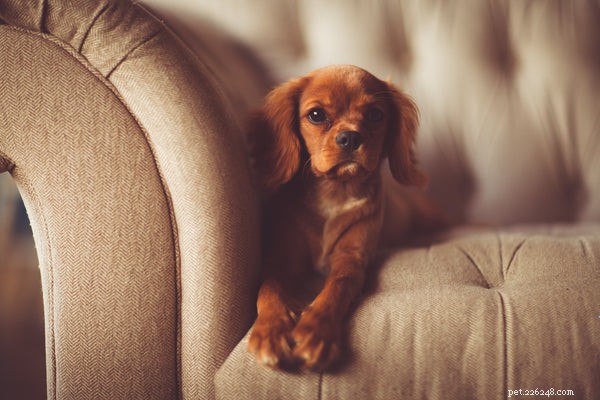 How to Spot Heartworm Disease in Dogs: Key Symptoms and Prevention