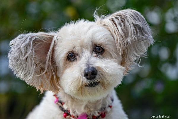How to Spot Heartworm Disease in Dogs: Key Symptoms and Prevention