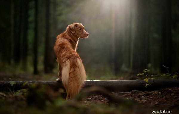 How to Spot Heartworm Disease in Dogs: Key Symptoms and Prevention
