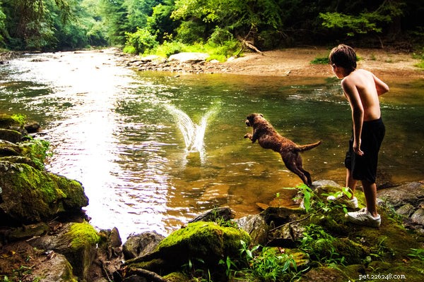 Chesapeake Bay Retriever Puppies: Essential Guide to Adoption & Care