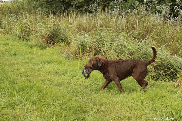 Chesapeake Bay Retriever Puppies: Essential Guide to Adoption & Care