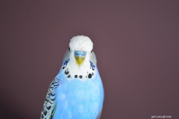 Everything About Blue Parakeets: Care, Habitat, and Tips for New Owners