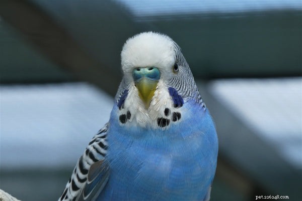 Everything About Blue Parakeets: Care, Habitat, and Tips for New Owners