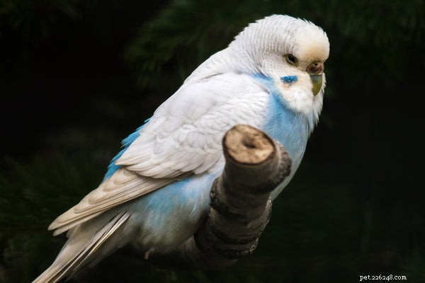 Everything About Blue Parakeets: Care, Habitat, and Tips for New Owners