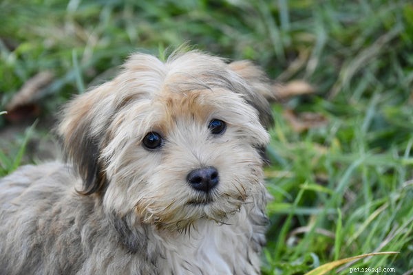 Low Shedding Dog Breeds: Keep Your Home Clean & Allergy‑Friendly