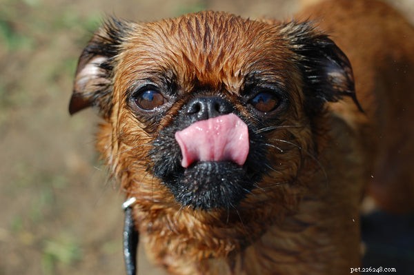 Low Shedding Dog Breeds: Keep Your Home Clean & Allergy‑Friendly