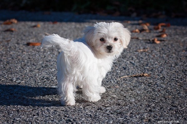 Low Shedding Dog Breeds: Keep Your Home Clean & Allergy‑Friendly