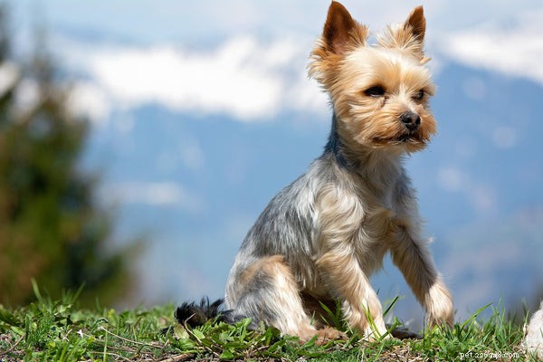Low Shedding Dog Breeds: Keep Your Home Clean & Allergy‑Friendly