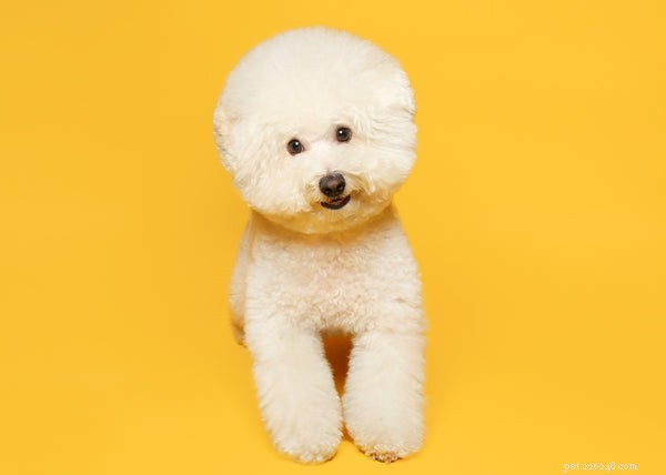 Low Shedding Dog Breeds: Keep Your Home Clean & Allergy‑Friendly