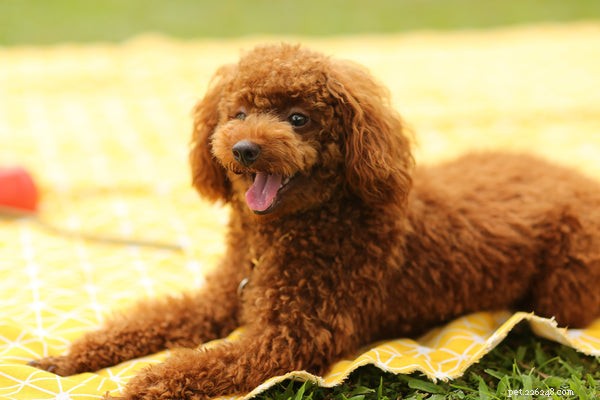 Low Shedding Dog Breeds: Keep Your Home Clean & Allergy‑Friendly