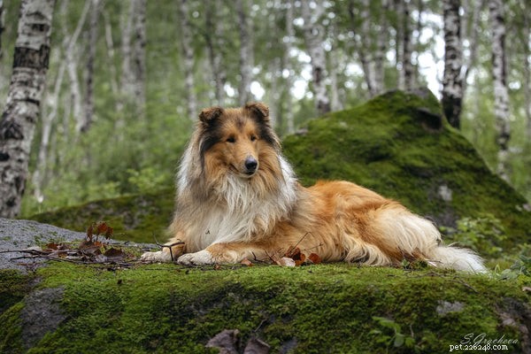 Rough Collie Puppies: A Complete Guide to Care, Health, and Personality