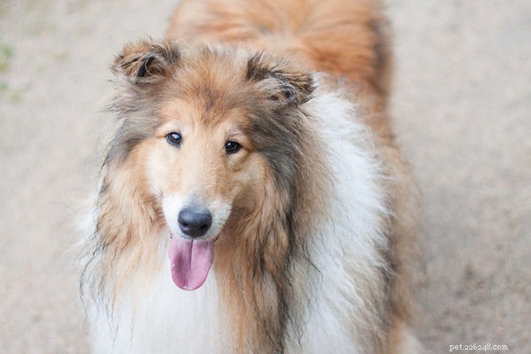 Rough Collie Puppies: A Complete Guide to Care, Health, and Personality