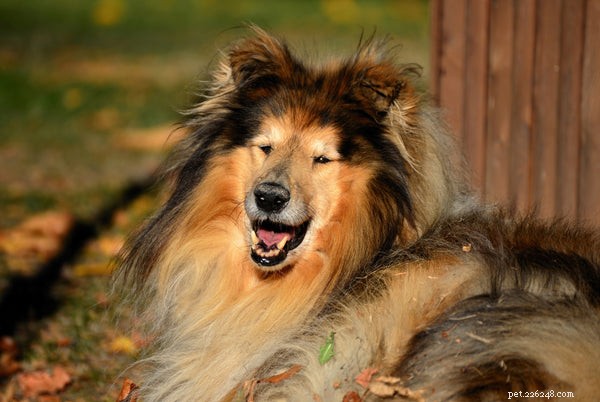 Rough Collie Puppies: A Complete Guide to Care, Health, and Personality