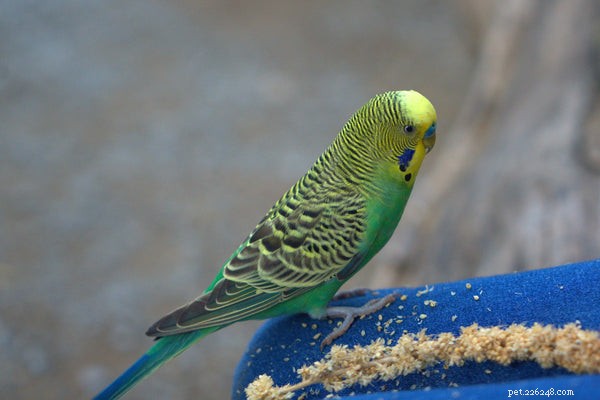 How Long Do Parakeets Live? Expert Tips for a Long, Healthy Life