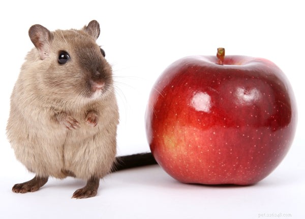 Optimal Gerbil Nutrition: Expert Guide to a Balanced Diet