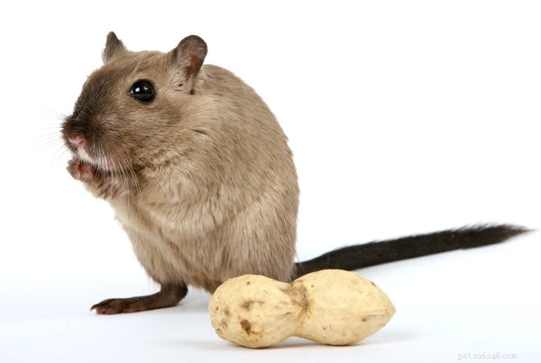Optimal Gerbil Nutrition: Expert Guide to a Balanced Diet