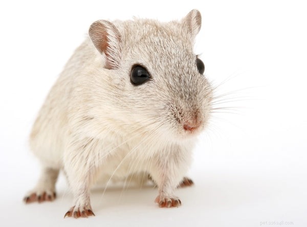Optimal Gerbil Nutrition: Expert Guide to a Balanced Diet