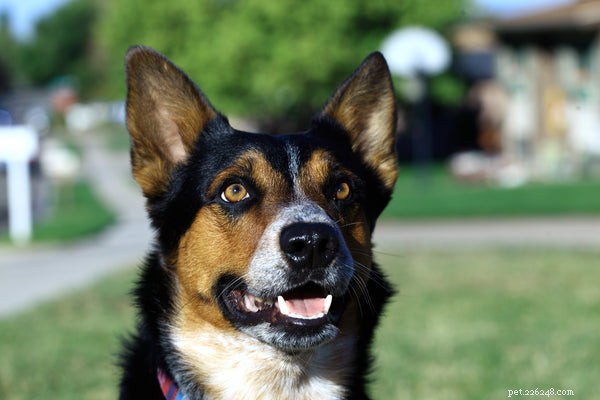 Top Dog Toothpaste Guide: What to Consider Before Buying