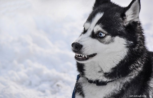 Top Dog Toothpaste Guide: What to Consider Before Buying