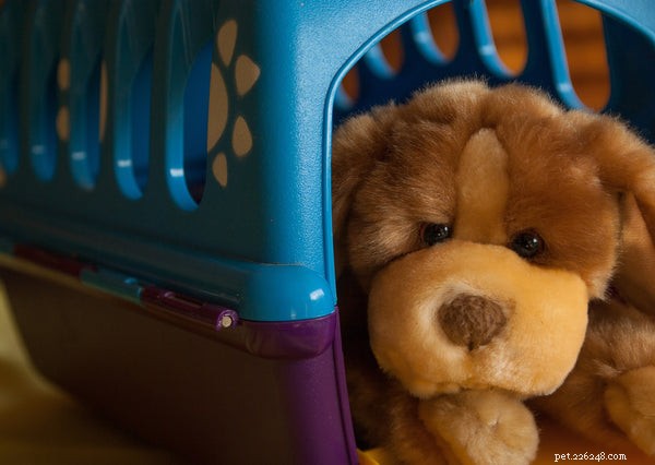 Essential Dog Supplies: Must-Have Gear for a Healthy, Happy Pup