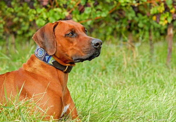 Essential Dog Supplies: Must-Have Gear for a Healthy, Happy Pup