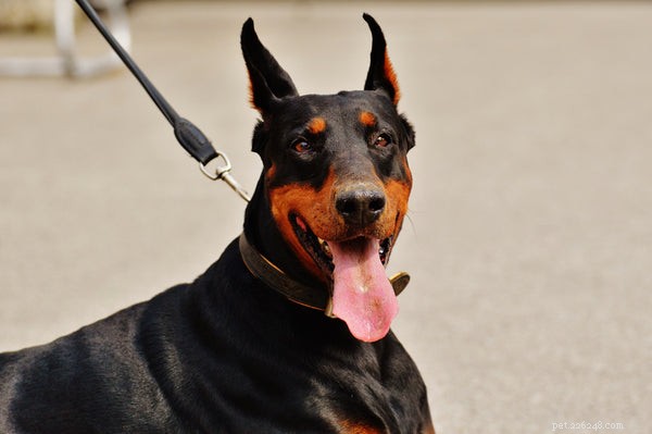 Essential Dog Supplies: Must-Have Gear for a Healthy, Happy Pup