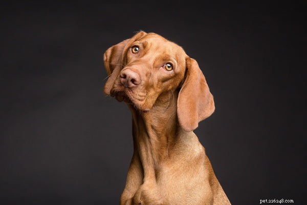 Eliminate Dog Fleas Quickly & Safely