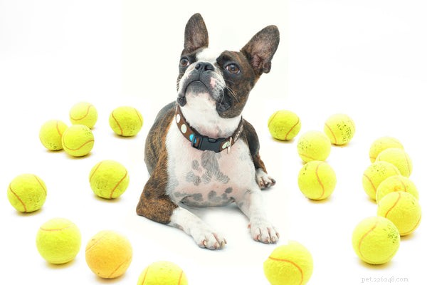Top Family-Friendly Dog Breeds for a Harmonious Home