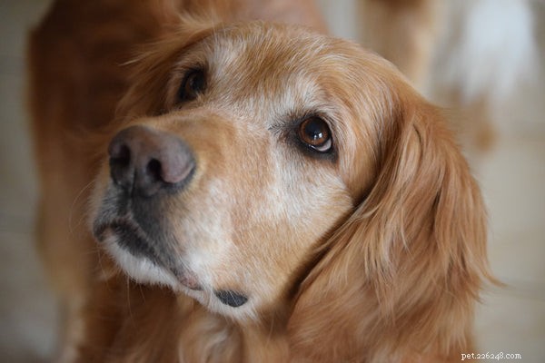 Top Family-Friendly Dog Breeds for a Harmonious Home