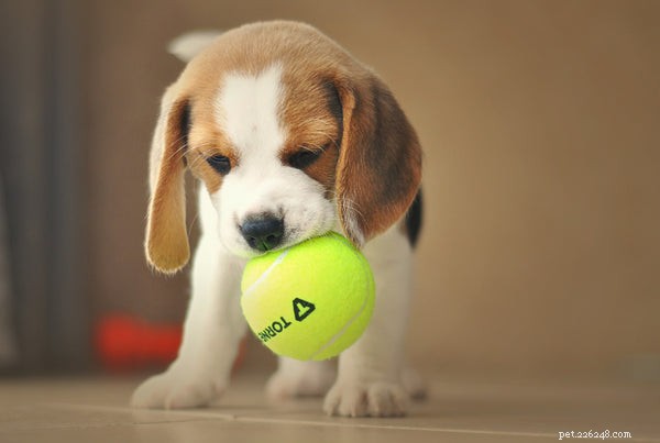 Top Family-Friendly Dog Breeds for a Harmonious Home