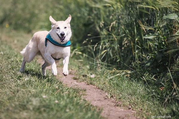 Expert Guide: How to Alleviate Your Dog s Separation Anxiety
