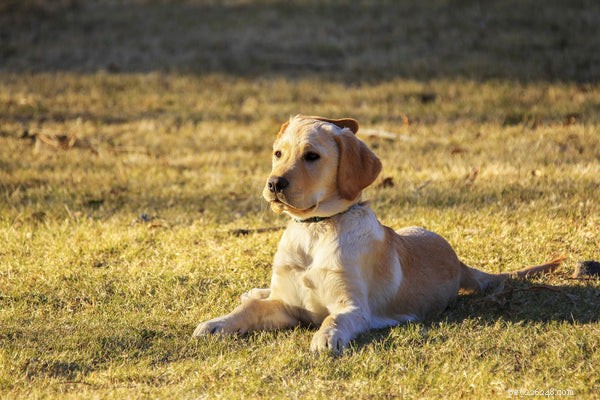 Top Family-Friendly Companion Dog Breeds