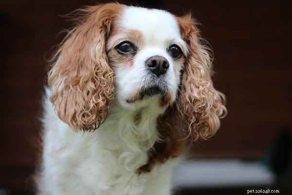 Top Family-Friendly Companion Dog Breeds