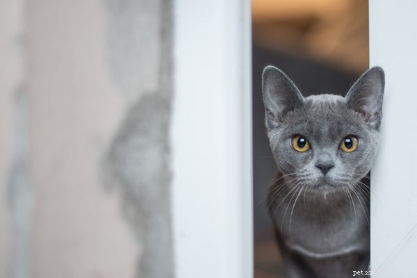 Korat Cat Guide: History, Traits & Care Tips
