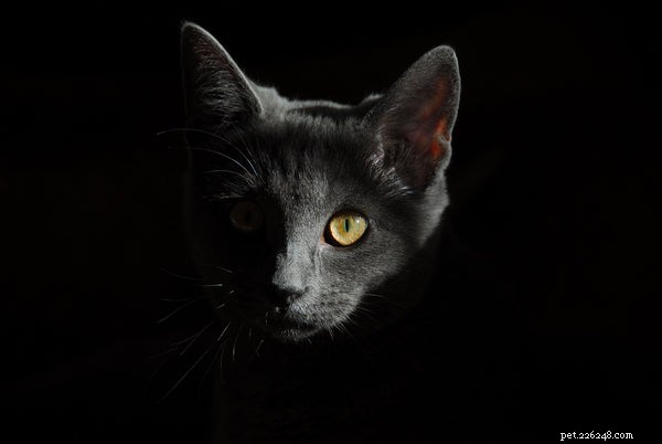 Korat Cat Guide: History, Traits & Care Tips