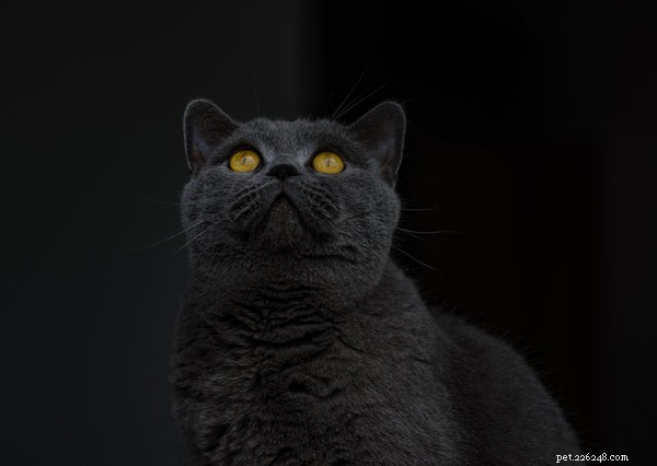 Korat Cat Guide: History, Traits & Care Tips