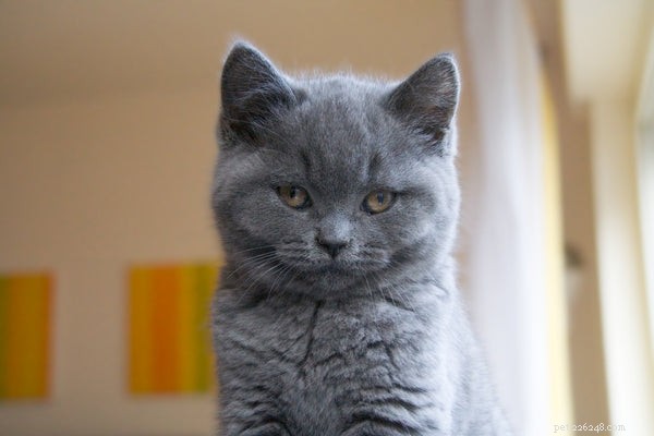 Korat Cat Guide: History, Traits & Care Tips