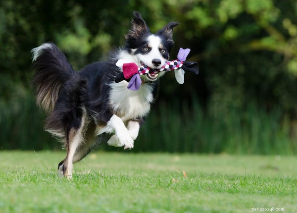 Choosing the Right Joint Supplement for Dogs: A Trusted Guide