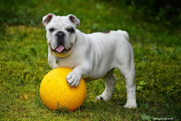 Choosing the Right Joint Supplement for Dogs: A Trusted Guide