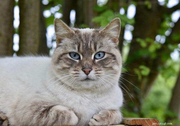 Understanding Your Cat’s Nose: Common Conditions and Care Tips