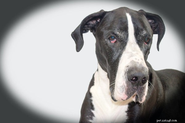 Great Dane Lifespan Explained: 3 Key Factors to Extend Their Years