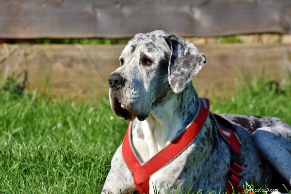 Great Dane Lifespan Explained: 3 Key Factors to Extend Their Years