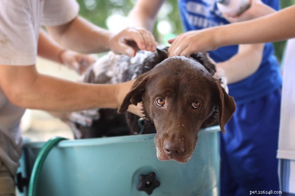 Top Puppy Shampoos: Expert Guide to Safe, Effective Bathing