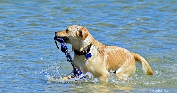 Top Puppy Shampoos: Expert Guide to Safe, Effective Bathing